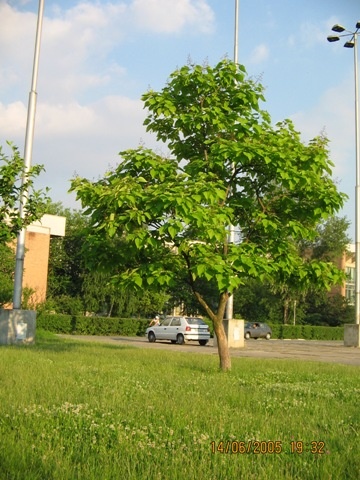 CATALPA